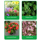 🪴🍃👍Kaufen Sie 2 und erhalten Sie 1 gratis🔥Universal schnellblühendes Pulver für Blumenpflanzen
