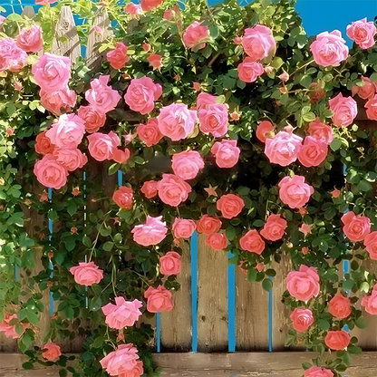 🌱【Kletterrosensamen】— Pflanzen Sie eine Wand und beobachten Sie, wie sie wie ein Wasserfall blüht! 💐💫