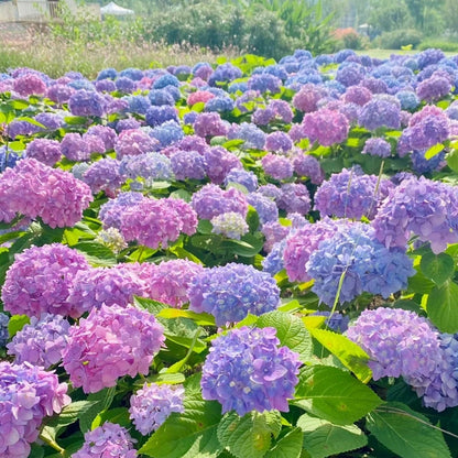 Mehrfarbige Hortensiensamen 🌈🌿🌺