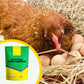 🐓Geflügelfutterzusatz gegen Federpicken für Hühner
