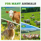 Robuste und schnell wachsende Weidelgrassamen