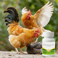 Natürliche Formel-Tabletten für Geflügel