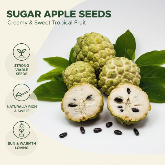 ✨ Zuckerapfel-Samen – Einfach anzubauen, natürlich süß im Geschmack, vielseitig als Topfpflanze einsetzbar! ✨