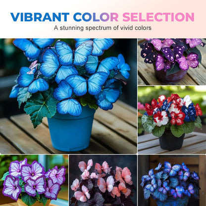 ✨ Schmetterlingsblumensamen – einzigartige Formen und ein Meer aus bunten Blüten! ✨