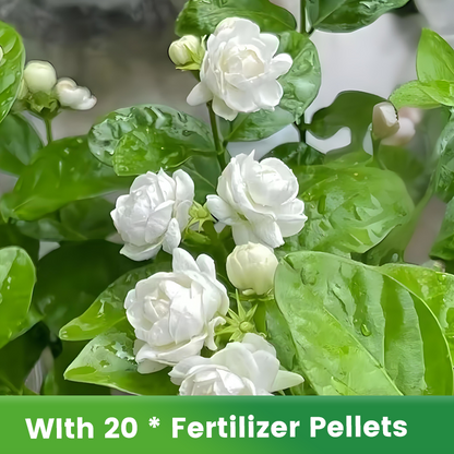 ✨🌸 Jasmin-Samen (mit Dünger) – duftend und einfach anzubauen🍃