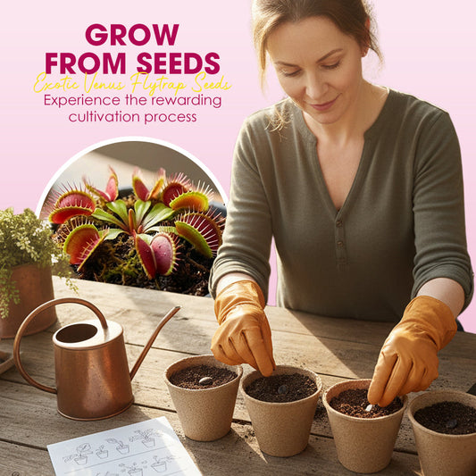 🪰 Seltene Venusfliegenfallen-Samen – ein natürliches Insektizid und eine einzigartige Freude für jeden Gärtner!🪰