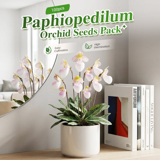 🌸 Paphiopedilum-Samen – hohe Keimrate, einfach zu kultivieren und einzigartig vielfältig!🌸
